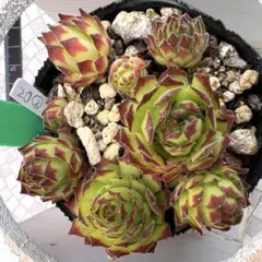 多肉植物 ジョビバルバ ソボリフェラ ペール No.172【桃】 - メルカリ