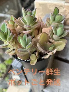 ❣️パーフェクトフェアリー❣️現品 エケベリア 寄せ植え 多肉弁当