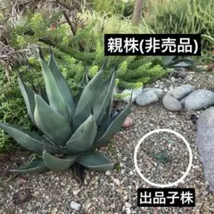 まるはし様 リクエスト 4点 まとめ商品