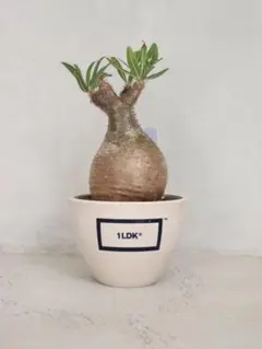BOTANIZE BANKSY 鉢 プラスチック 希少 2025年最新】botanize 鉢の人気アイテム - メルカリ
