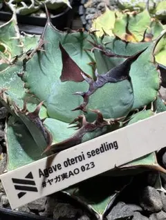 2026年最新】アカベ希少株の人気アイテム - メルカリ