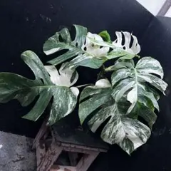 斑入りモンステラ ホワイトタイガー極美大株62cm白斑多 - メルカリ