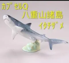 イタチザメ カプセルQ 八重山諸島編 内袋未開封品海洋堂 日本の動物コレクション