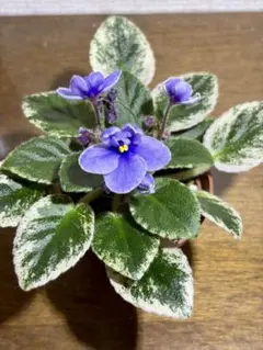 斑入り　ミニセントポーリア　キラキラの花！ 鉢ごと第四種郵便のサムネイル