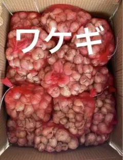 生エシャロットShallotワケギ球根お料理でも苗でもok1kg約 - メルカリ