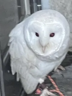 Item thumbnail for item 365fc425-a3f1-4a56-9856-d98d44ffd490