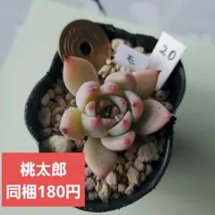 チロ様 リクエスト 3点 まとめ商品