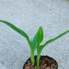 2025年最新】旅人の木 種の人気アイテム - メルカリ