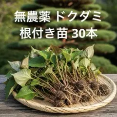 【無農薬】新鮮 ドクダミ 根付き苗 30本 摘みたてのサムネイル