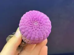 M-2814紫太陽サボテン· 発根済みのサムネイル