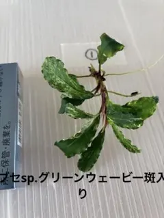 Bucephalandra ブセファランドラグリーンウェービーバリエガータ班入り