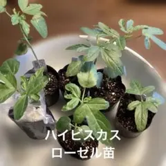 ハイビスカスローゼル赤5ポット➕白1ポット➕葉牡丹種ミックスのサムネイル