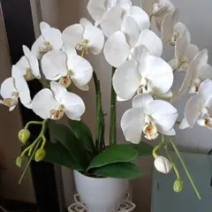 専用　シンビジュームと胡蝶蘭のオーナメント クレイフラワー　樹脂粘土