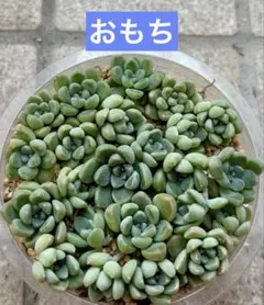 クゥとチャチャ様 リクエスト 3点 まとめ商品