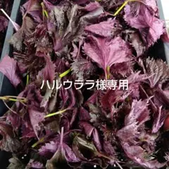 ハルウララ様専用