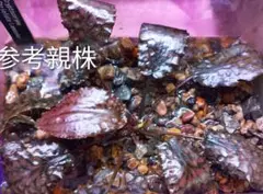 小サイズクリプトコリネ ストリオラータ ムアラワハウ TB便 - メルカリ