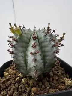 ユーフォルビアホリダ スーパーホリダ♀からの実生カキ子 - メルカリ