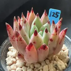 かめたそ様 リクエスト 4点 まとめ商品