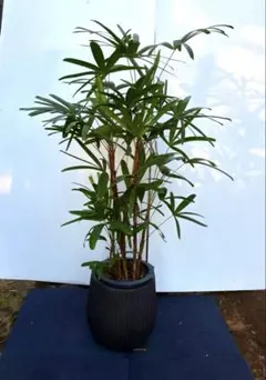 観葉植物 カンノンチク 観音竹 鉢植え 天山系 100cm 8号鉢 - メルカリ
