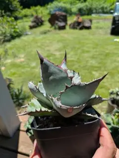 2025年最新】シャークソード アガベの人気アイテム - メルカリ