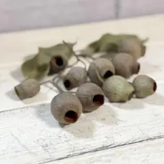 ドライフラワー花材❁⃘*.゜ユーカリベルガムナッツ