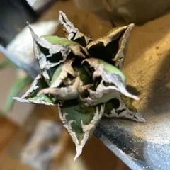 2026年最新】オアハカ現地球の人気アイテム - メルカリ