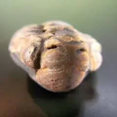 三葉虫　化石　fossil　ボリビア産　trilobite　ノジュール識別⑦のサムネイル
