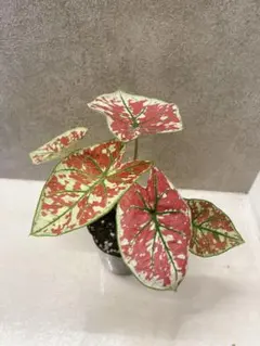 Top【選抜株】多肉植物361404ホワイトフェニックス綴化40個 鉢無し/脱
