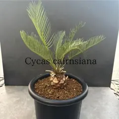 2026年最新】ソテツ カイルンシアナの人気アイテム - メルカリ