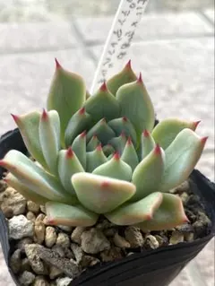 ma様 リクエスト 6点 まとめ商品