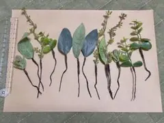 ヘッドパーツ　植物モチーフ｜着用写真あり