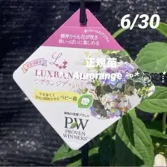 ⑩*:ஐミラクルな花色変化*:ஐ紫陽花・苗【ラグランジア・オーロランジュ】苗木のサムネイル