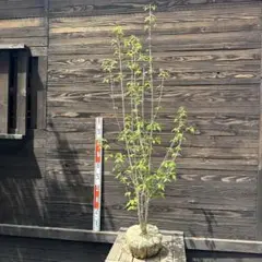 白樺の鉢植え　No.40　樹高127cm　送料込 白樺の鉢植え No.40 樹高127cm 送料込 - メルカリ