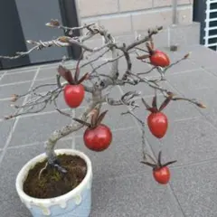 老爺柿、メス、小品盆栽