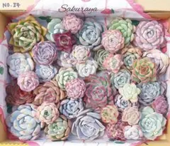 NO.84　寄せ植えセット　多肉植物　エケベリア　多肉弁当　韓国苗30個入り