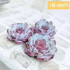 ウォングム農場◎ピンキールミ◎多肉植物 カット苗 輸入苗 エケベリア 