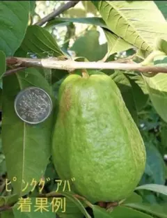 台湾グアバ取木苗木　改良品種　番石榴 芭乐　バンシル 台湾グアバ取木苗木 番石榴 芭 バンシル｜Yahoo!フリマ（旧