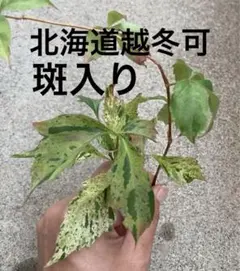 goul4711様 リクエスト 3点 まとめ商品