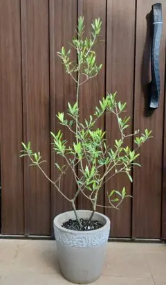 オリーブの木　ブガ　接木　希少品種　植物　シンボルツリー オリーブの木 ブガ 接木 希少品種 植物 シンボルツリー - メルカリ
