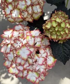 【開花間近】　ライトマイファイア　ライトマイファイヤー　紫陽花　ラベル付のサムネイル