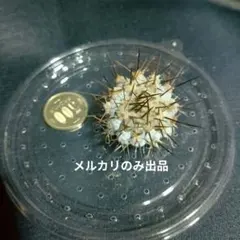 ᴄᴏᴘɪᴀᴘᴏᴀ コピアポア コルムナアルバ 孤竜丸 台付 GOAT 鉢入り