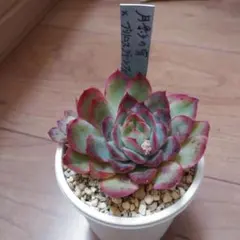 2026年最新】多肉 月影の人気アイテム - メルカリ