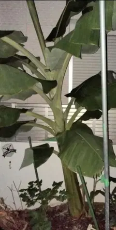 ドワーフナムワバナナ植物 成熟した苗　親株　本州　毎年越冬してます。 国華園オンラインショップ / 果樹苗 耐寒性バナナ ドワーフナムワー
