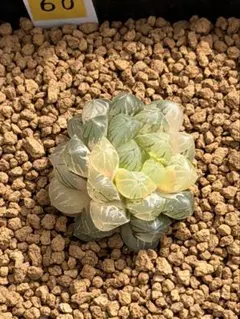 多肉植物 ハオルチア 氷星球オブツーサ錦 変異系 超美品 希少 - メルカリ