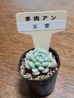 紫紺の矢③ おらいさん ミックスベリア 発根済み 多肉植物 - メルカリ