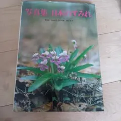 辻勲 原種カトレアの世界南米への熱き想い ISAO TSUJI CATTLEYA - メルカリ
