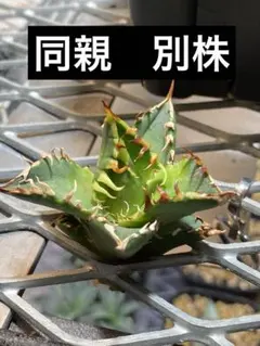 2026年最新】レッドキャットウィーズルの人気アイテム - メルカリ