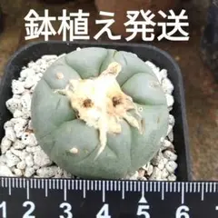 ね*こ様 黒肌疣翠冠玉 自根 鉢植え メルカリ便送料込み 2025年最新】翠冠玉の人気アイテム - メルカリ