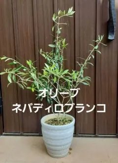 オリーブの木 ネバディロブランコ デザインテラコッタ鉢植え シンボル