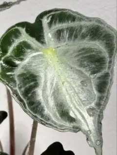 アロカシア ヴェノム Alocasia 'Venom' 管理番号s261 - メルカリ